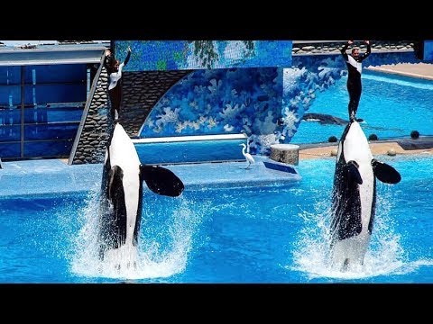 Seaworld SHAMU Killer Whale Show 1